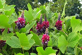 葛の利活用を通した環境保護と伝統工芸保全