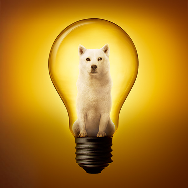 ソフトバンク でんき